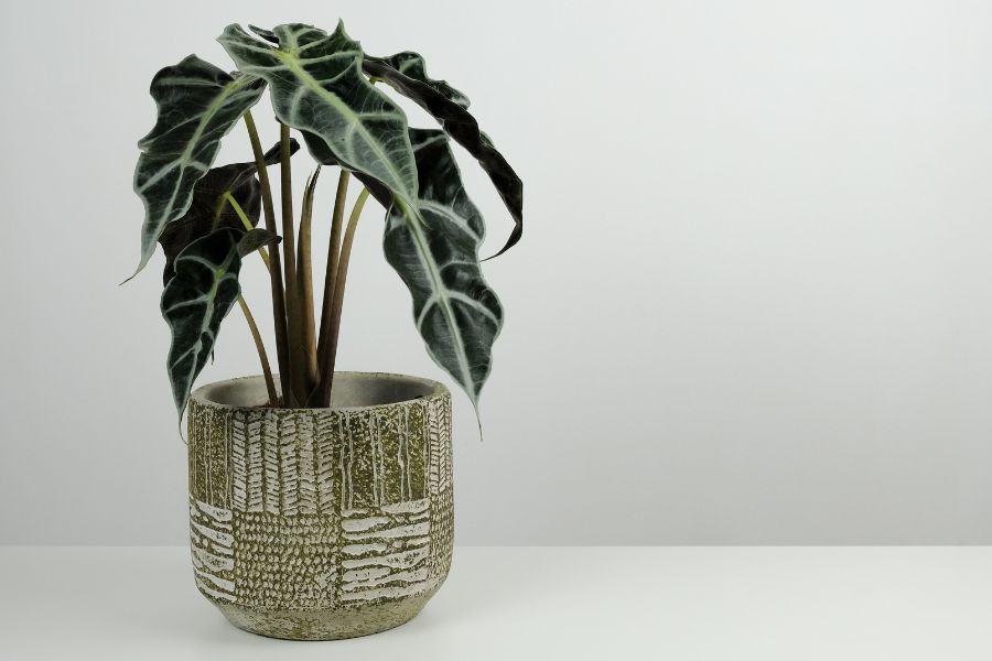 Alocasia Polly plant in decorative pot with dark green arrow-shaped leaves and white veins. A striking tropical compact indoor houseplant