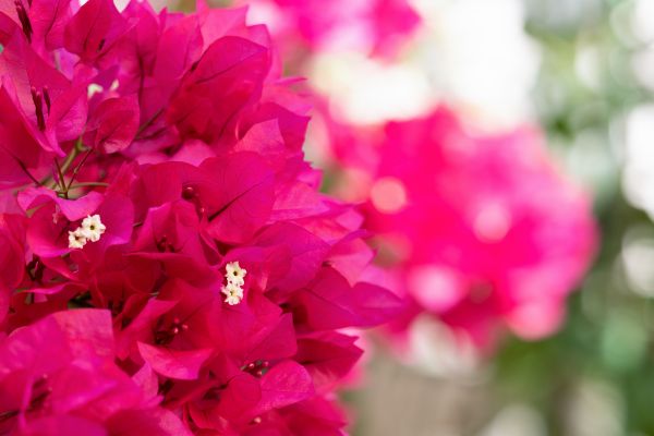 Close-up of Barbara Kast bougainvillea showcasing bright red flowers