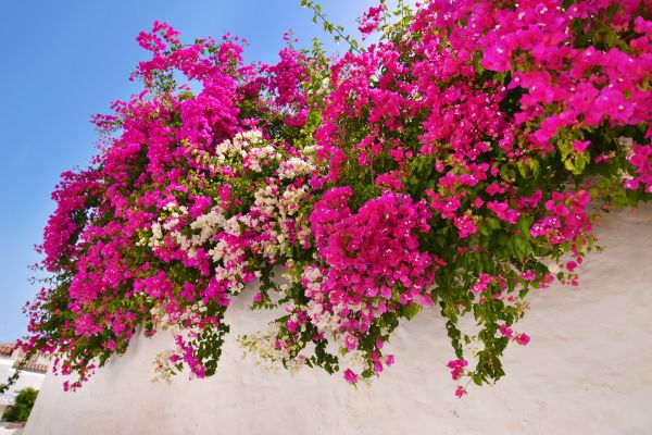 White and pink bougainvillea flowers cascading over a white stucco wall in a sunny tropical garden