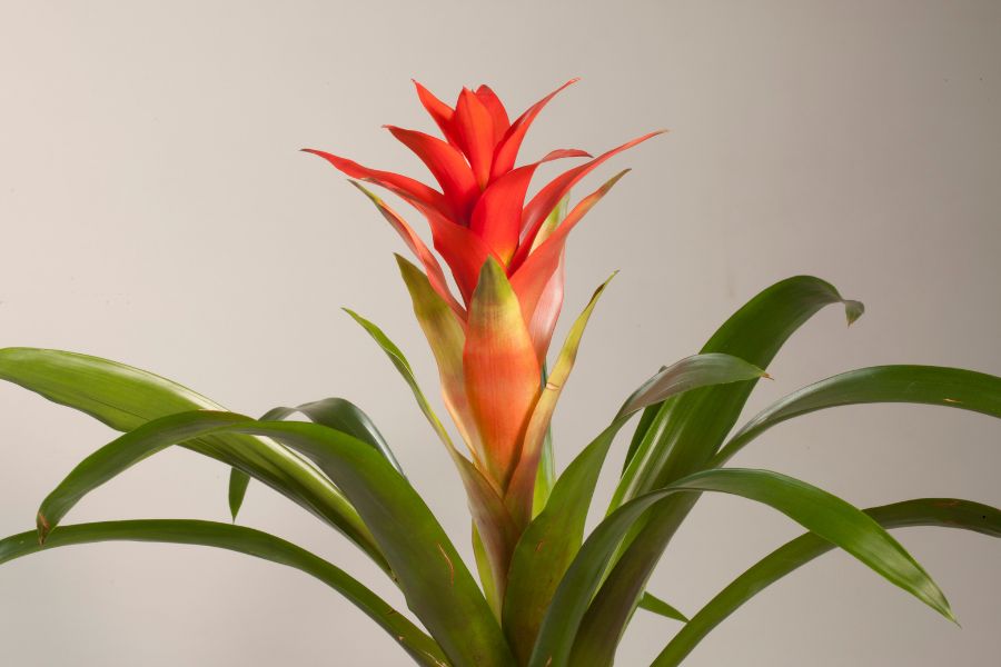 Close up of Bromeliad Guzmania flower with bright red petals and vibrant green leaves, a statement tropical indoor houseplant