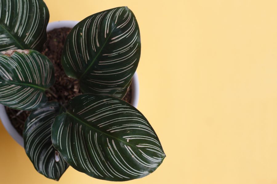 Calathea Ornata plant in decorative pot with dark green leaves and pink stripes, tropical indoor houseplant