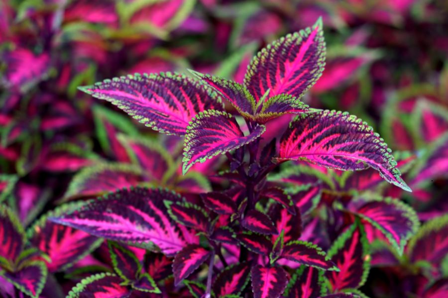 Coleus Main Street with bold green, pink, and burgundy patterned leaves, colorful tropical indoor house plant