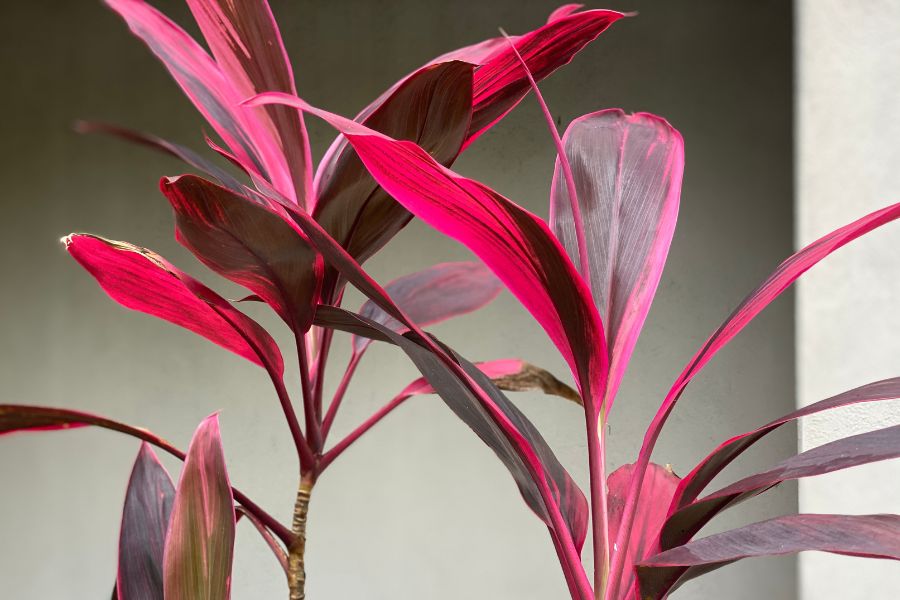 Cordyline fruticosa - Ti plant, bold red and magenta leaves. An exoctic indoor houseplant with tropical foliage for home décor