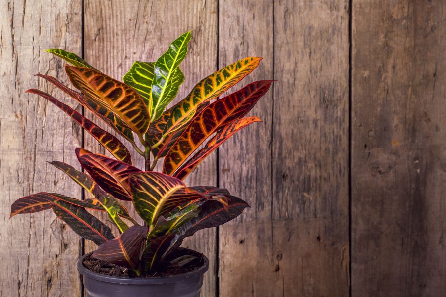 Potted Croton Petra with bold tropical foliage,stylish, colorful tropical indoor houseplant