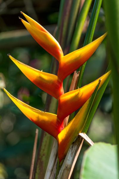 Bright red and yellow Heliconia jacquinii flower with tropical garden backdrop