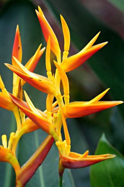 Heliconia psittacorum tropical flower with orange and yellow parrot-beak bracts in lush garden setting