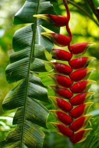How to Grow Heliconias: A Tropical Garden Guide