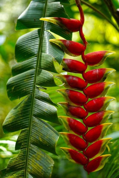 Bright red and yellow Heliconia ‘Lobster Claw’ flower in a tropical garden setting