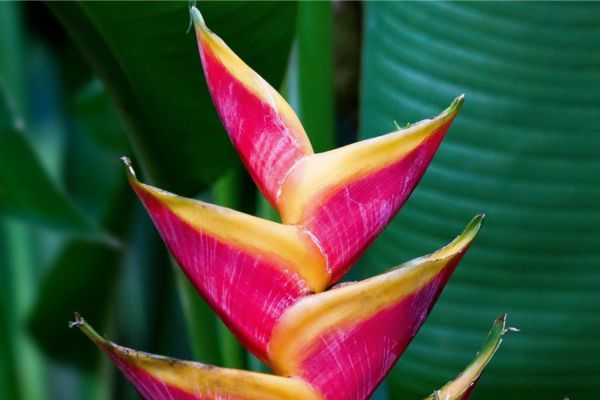 Close-up of Heliconia plant showing vibrant tropical blooms and lush green foliage