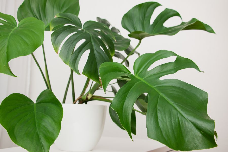 Monstera deliciosa plant (Swiss Cheese Plant) in modern white pot with large split leaves, tropical indoor houseplant