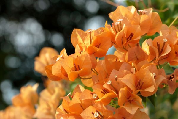Potted Bougainvillea ‘Orange King’ displaying clusters of vivid orange flowers outdoors