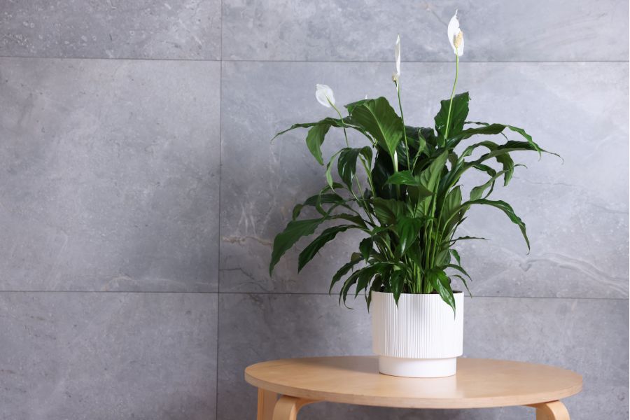 Peace lily in white ceramic pot on wooden table, minimalist interior styling, elegant indoor tropical flowering plant