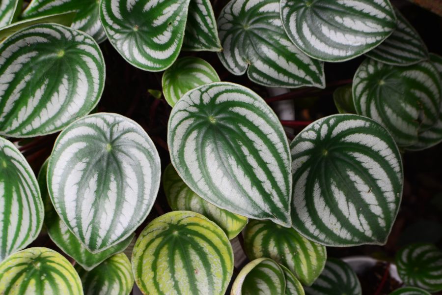 Close up of Watermelon Peperomia leaves, unique pattern,small tropical indoor houseplant