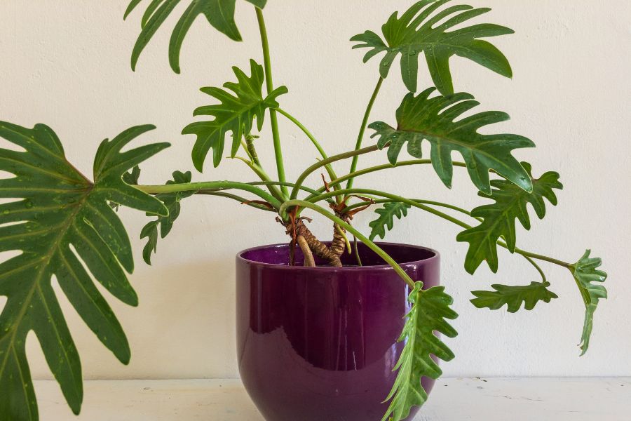 Philodendron Xanadu in ceramic pot with lush glossy green leaves,low maintenance tropical indoor houseplant