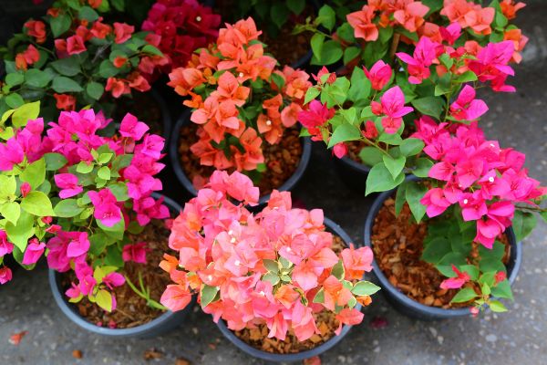 Colorful potted bougainvillea plants grouped together in a tropical garden