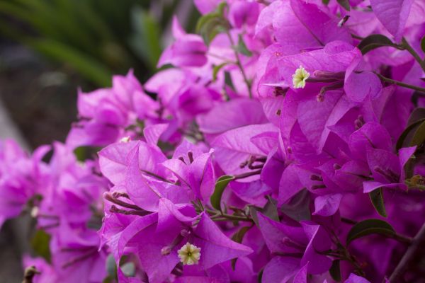 Close-up of Purple Queen bougainvillea plant showcasing rich purple flowers in a tropical garden