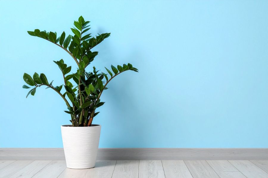 ZZ Plant (Zanzibar Gem) in decorative pot with glossy dark green upright leaves, low maintenance tropical indoor plant