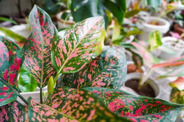 Close-up of Aglaonema ‘Dang Mongkol’ showing glossy leaves with tropical pink and green foliage