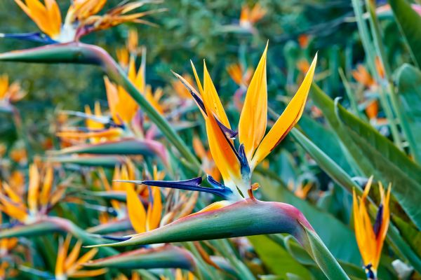 Bird of paradise (Strelitzia reginae) flowering plant with exotic orange and blue bloom