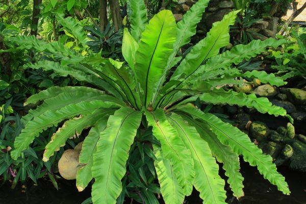 Bird’s nest fern plant growing in tropical garden with lush bright green foliage