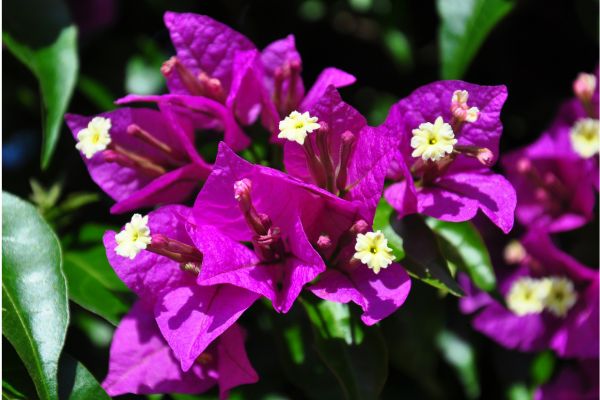Bougainvillea Vera Deep Purple climbing vine with vivid purple flowers and green foliage