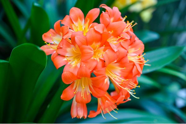 Clivia miniata in tropical garden with lush green foliage and bright orange flowers