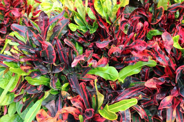 Croton Mammy plant with curled variegated leaves in red, orange, and green