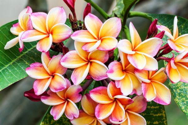 Tropical Frangipani Tricolour showing clusters of fragrant white, pink, and yellow blooms