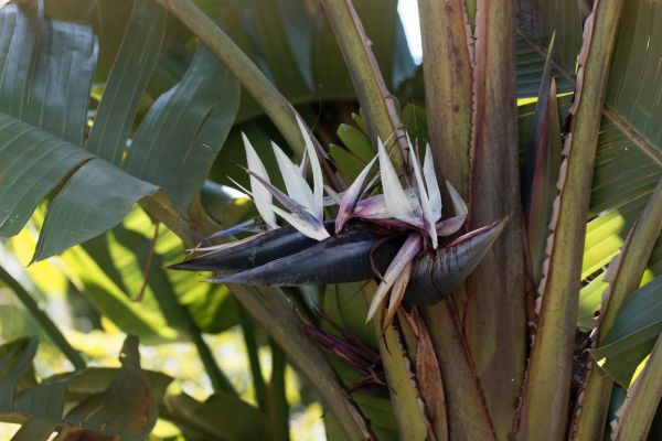 Giant white bird of paradise (Strelitzia nicolai) with tall stems and large tropical foliage