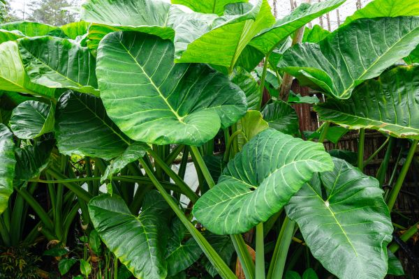 Giant elephant ear plant (Alocasia) with large green tropical leaves