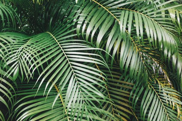 Golden cane palm with feathery green fronds in tropical garden