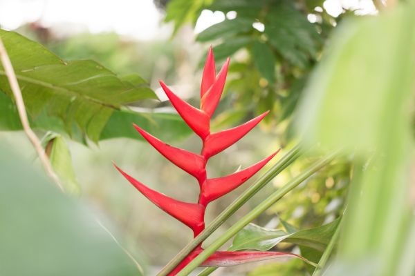 Heliconia Hot Rio Nights in tropical garden with dramatic red blooms and lush green foliage