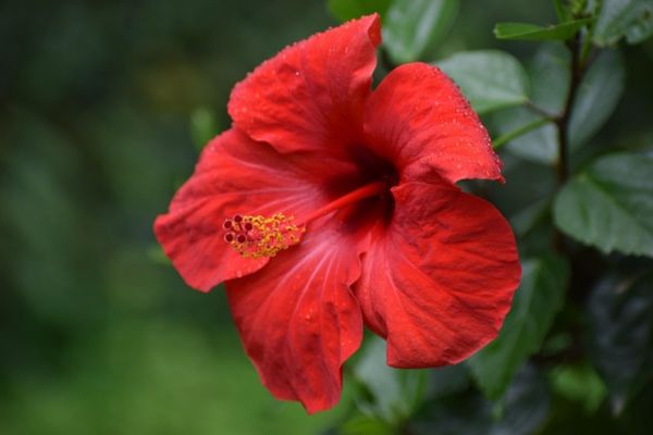 Brilliant Red hibiscus flower (Hibiscus rosa-sinensis) with yellow stamens blooming in a tropical garden
