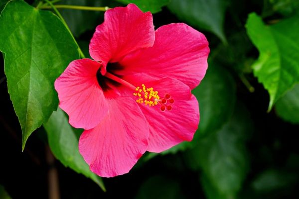 Dark pink hibiscus (Hibiscus rosa-sinensis) flower blooming against green garden foliage