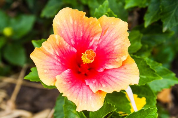 Hibiscus Bali Sunset (Hibiscus rosa-sinensis) with bright orange-pink blooms in tropical garden
