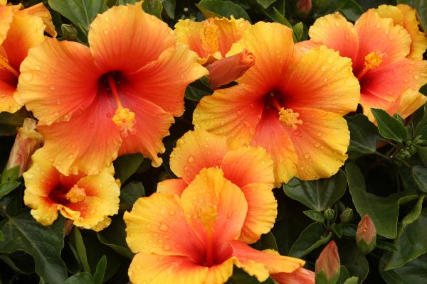 Orange and yellow hibiscus flowers (Hibiscus rosa-sinensis) blooming in a tropical garden