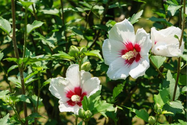 White Rose of Sharon (Hibiscus syriacus) flowers with red centre flowering on a green garden shrub in summer.
