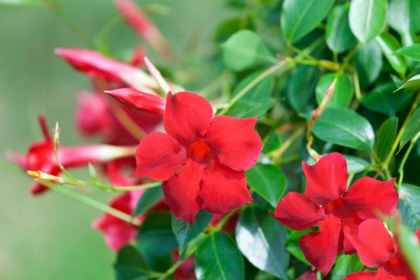 Mandevilla All Seasons Red with bright red trumpet-shaped flowers and glossy green leaves
