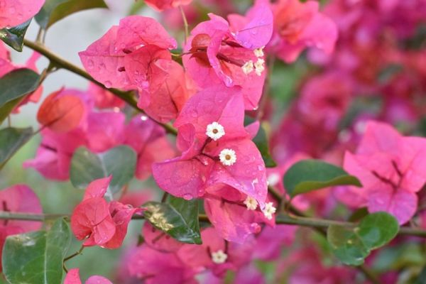 Dwarf Pink Pixie bougainvillea with abundant pink flowers in a tropical garden