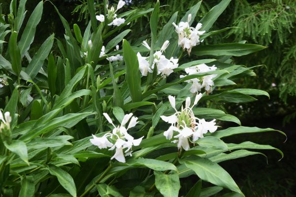 Tahitian ginger plant with white fragrant flowers and tropical foliage