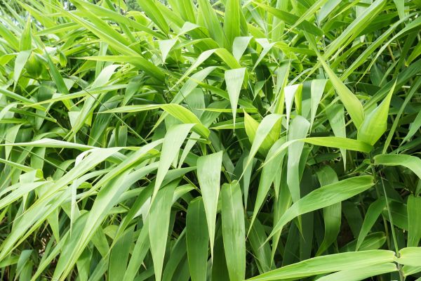 Tiger Grass with tall green striped blades in tropical garden