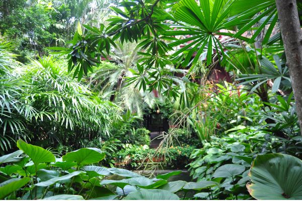 Outdoor tropical garden with leafy plants, rich greenery, and a lush, natural landscape