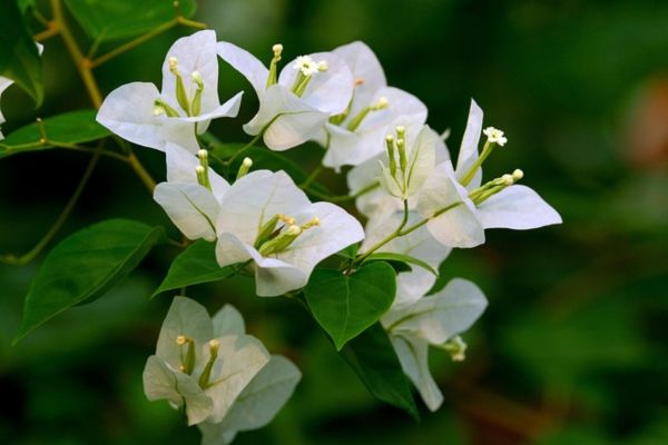 White Cascade bougainvillea with cascading white flowers in a tropical garden