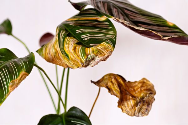 Calathea ornata indoor tropical plant with yellowing dry leaves, showing signs of overwatering, low humidity, and plant stress on pink striped foliage