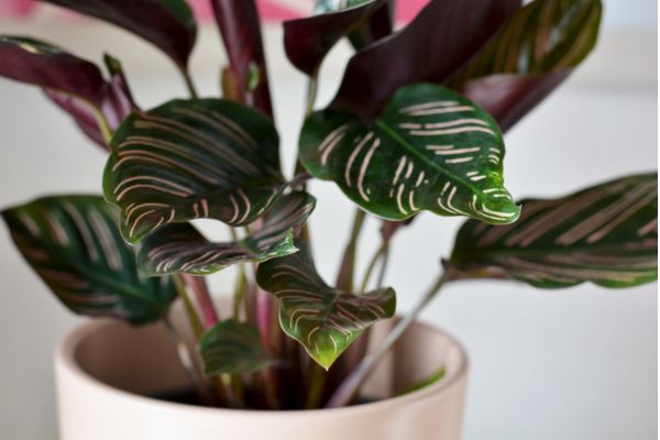 Close-up of Calathea ornata tropical indoor plant in a pot, showing detailed pink pinstripe leaves, healthy striped foliage, decorative houseplant growing indoors