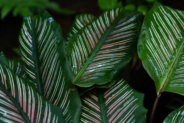 Calathea ornata tropical indoor plant with vibrant green leaves and pink pinstripes, healthy foliage, decorative houseplant with striped leaf pattern