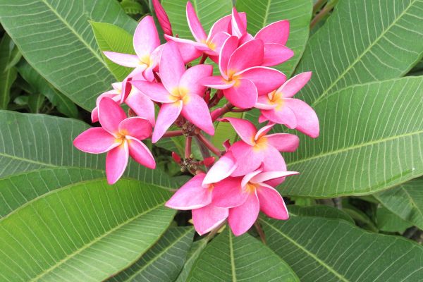 Frangipani plant with fragrant pink flowers and glossy green leaves in an Australian outdoor tropical garden