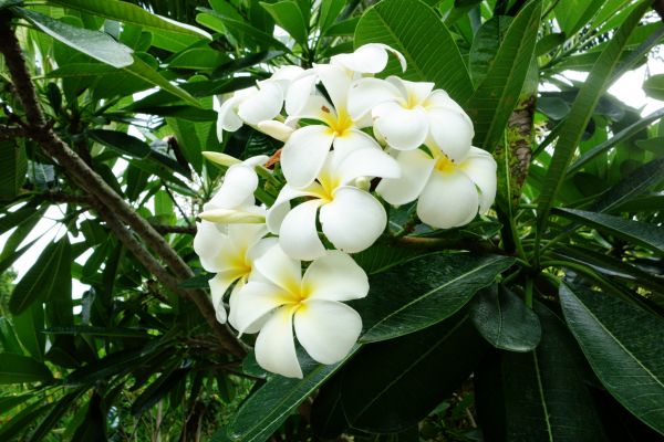 Tropical frangipani tree with white flowers and bright green leaves in daylight