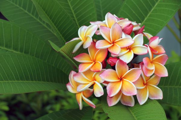 Tropical Tricolour frangipani flowers with pink, yellow, and white petals surrounded by lush green leaves