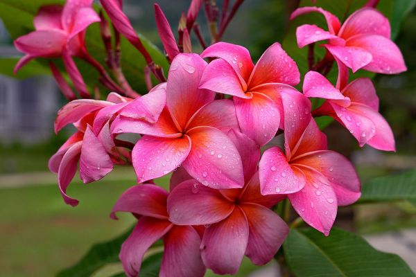 Tropical pink frangipani blossoms with dew drops and green foliage in garden setting